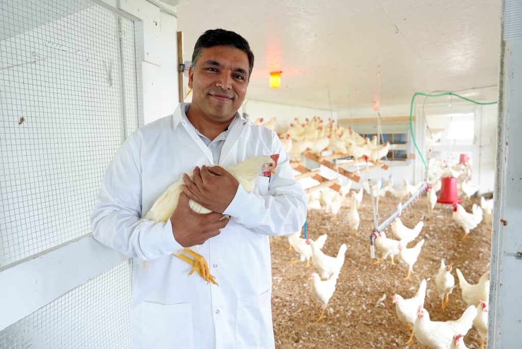 Abhinav Upadhyay working with chickens in poultry unit